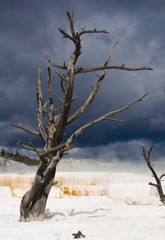 Dead Trees On Hot Spring